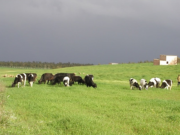 Pathologie bovine