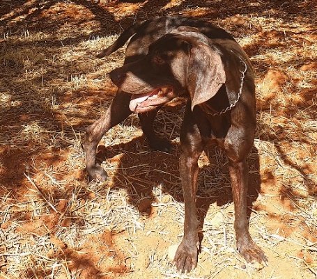 Pathologie des chiens et chats