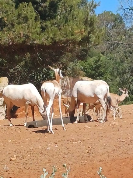 Pathologie de la faune sauvage